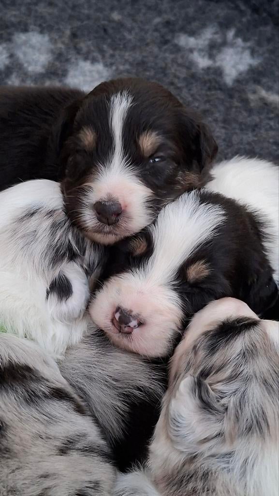 Australian Shepherd pups stamboom beschikbaar, 8 tot 15 weken, Meerdere, Meerdere dieren, Herder