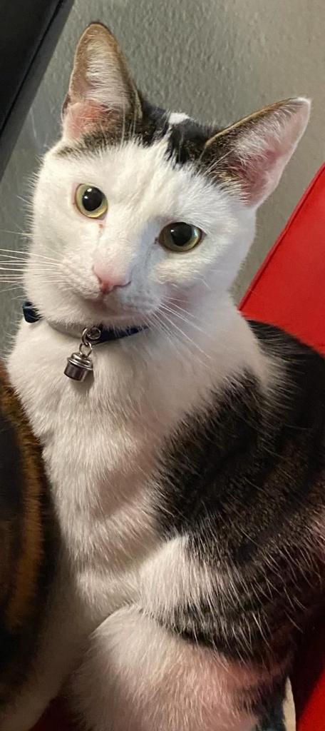 KAT VERMIST (ROERMOND), Kat
