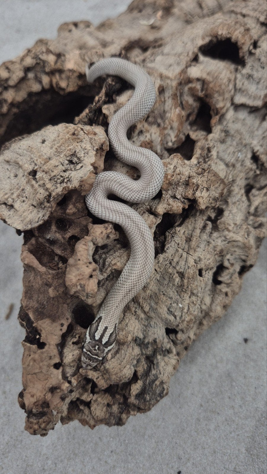 Haakneusslang het snow Hognose Snake photo 5