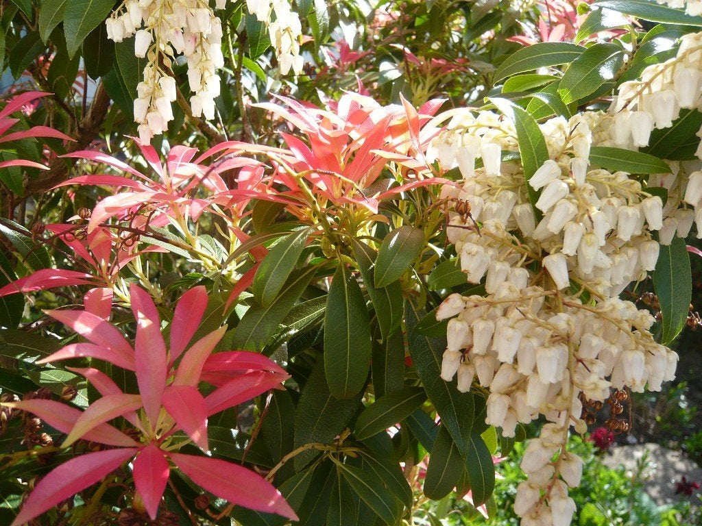 11 groenblijvende mooie Pieris japonica / Rotsheide €100