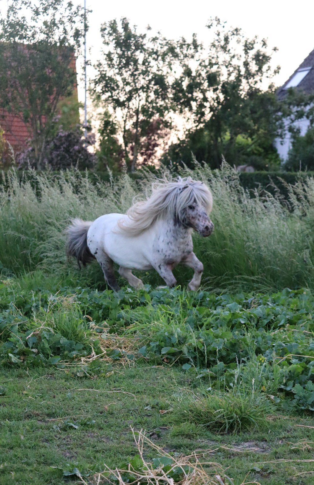 Ter dekking pintaloosa hengst 78 cm nakomelinge laatste foto, Hengst