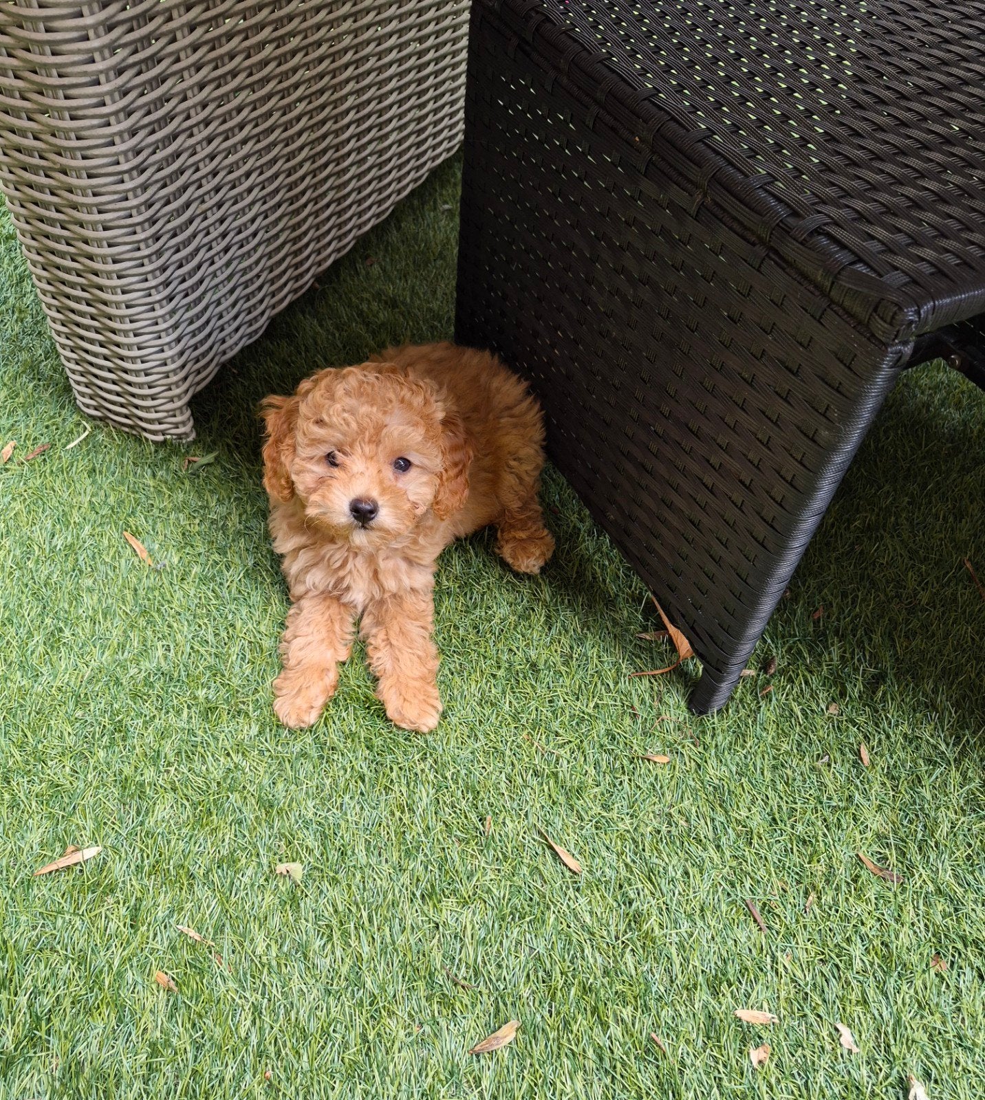 Toypoedel ras . Nog 2 teefjes Mogen gelijk mee, Poedel, Parvo, 8 tot 15 weken, Meerdere
