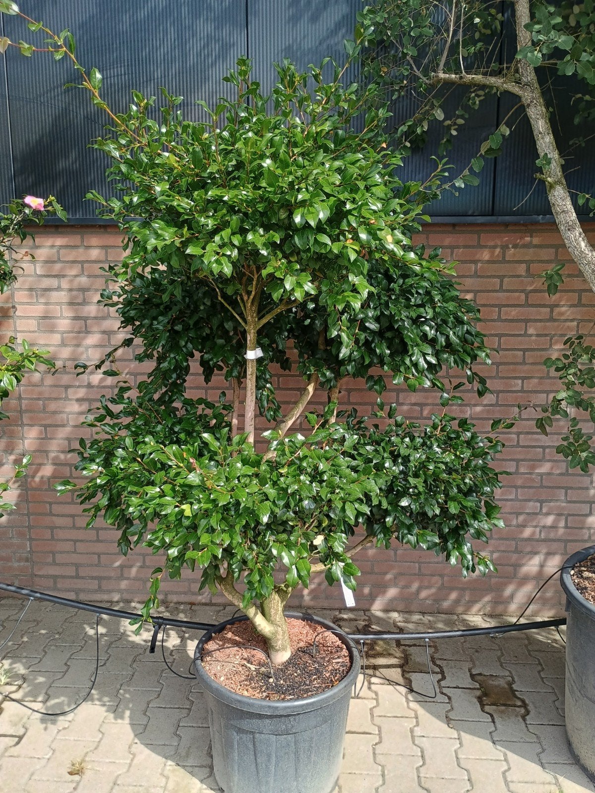 Camelia japonica bonsai, Ophalen, Vaste plant, Halfschaduw