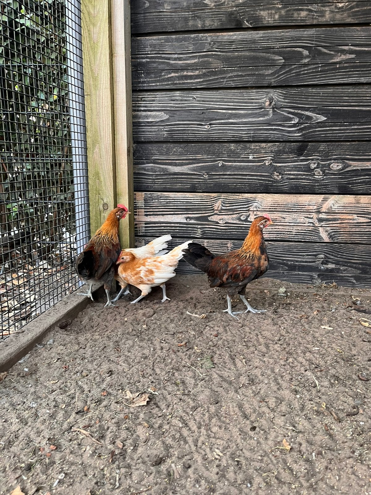 Assendelft en Fries hoen - 4 haantjes gratis, Dieren en Toebehoren, Mannelijk, Kip