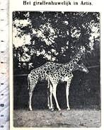 Artis 1918; een giraffenhuwelijk in artis, Verzenden, Voor 1940, Gebruikt, Dier