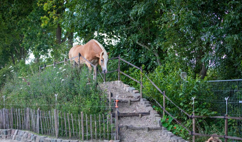 (Paarden)stalling gezocht!, Dieren en Toebehoren, Stalling en Weidegang, Stalling