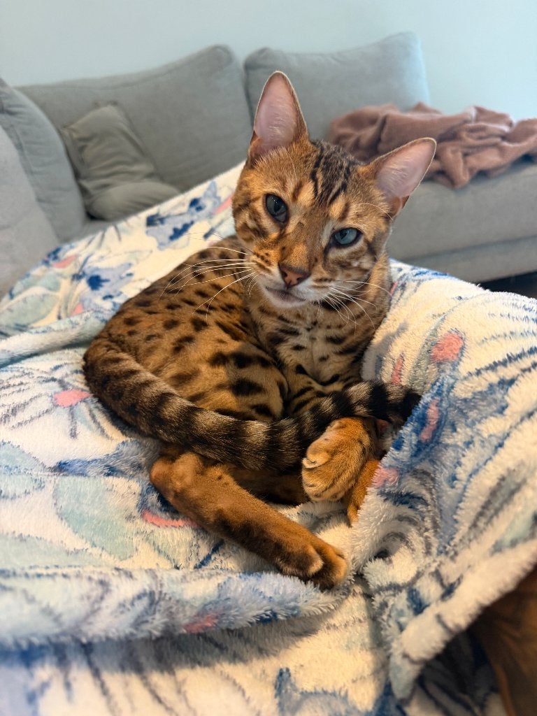 Bengaal met stamboom ter adoptie, Kater, Met stamboom, 0 tot 2 jaar