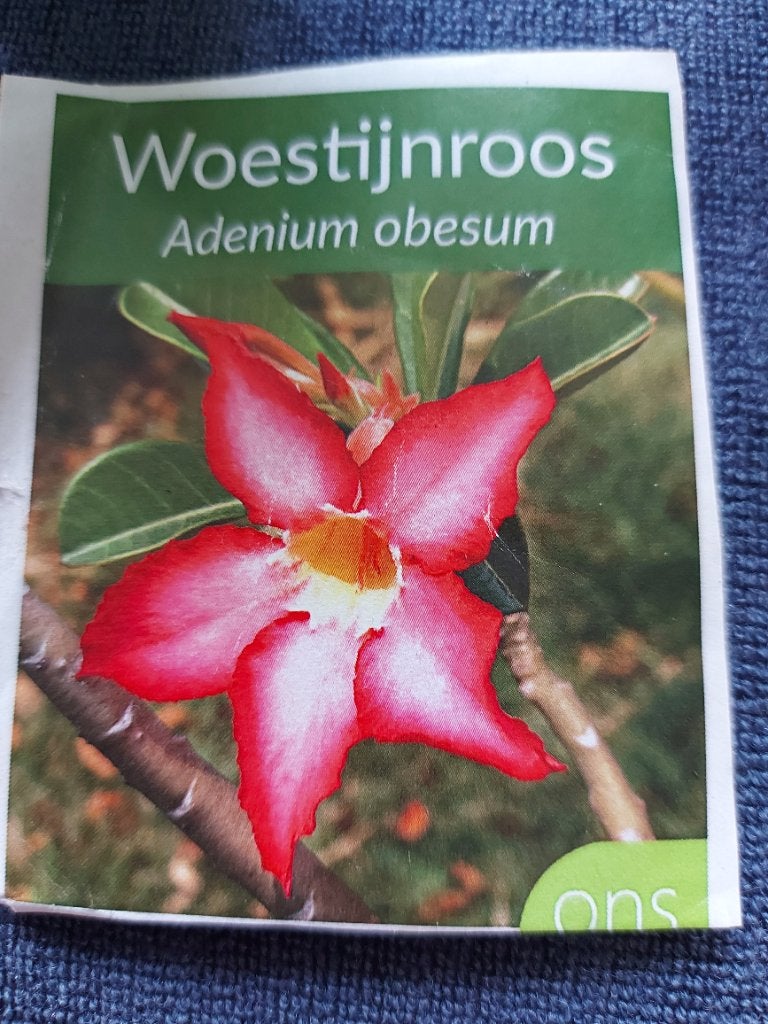 Woestijnroos (Adenium obesum) - Jonge plant in pot, Ophalen, Vetplant, In pot, Minder dan 100 cm