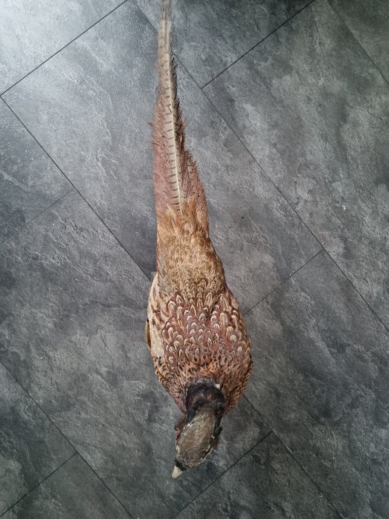 opgezette dieren, Ophalen of Verzenden, Zo goed als nieuw, Vogel, Opgezet dier