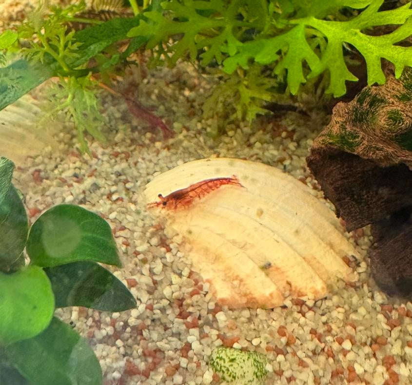 Vuurgarnalen - neocaridina red, Dieren en Toebehoren, Vissen | Aquariumvissen, Kreeft, Krab of Garnaal