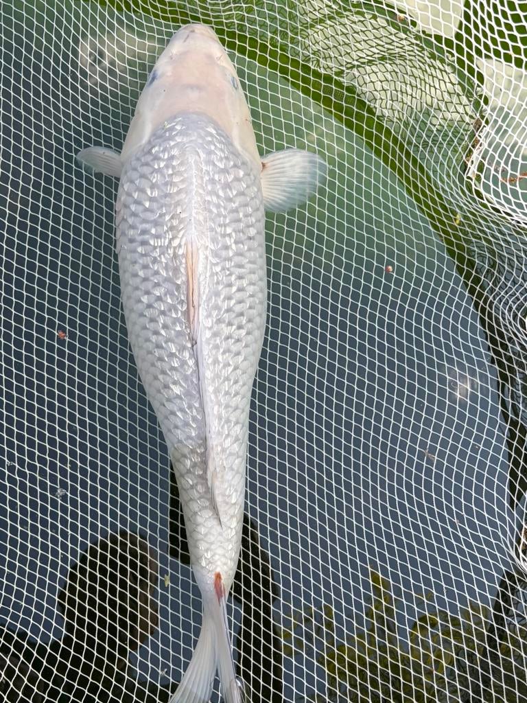 Soragoi, Dieren en Toebehoren, Vissen | Vijvervissen, Karper of Koi