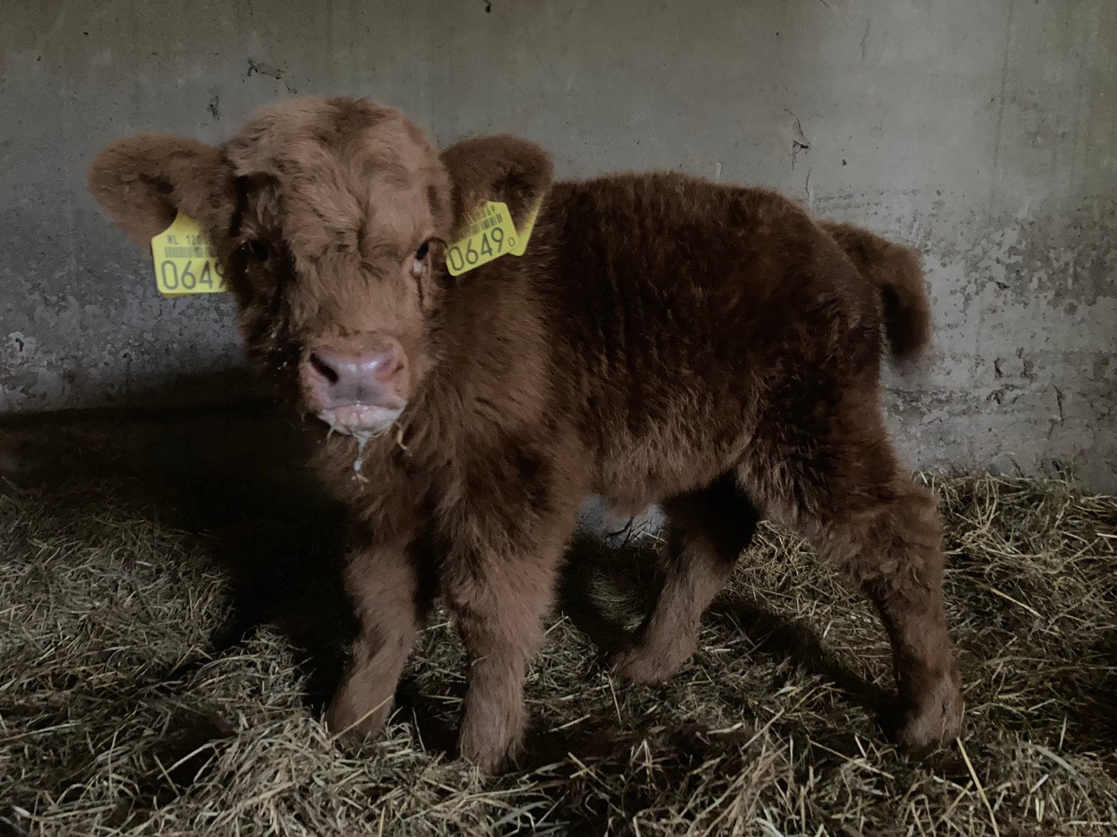 Schotse Hooglanders, Dieren en Toebehoren, Runderen, Meerdere dieren