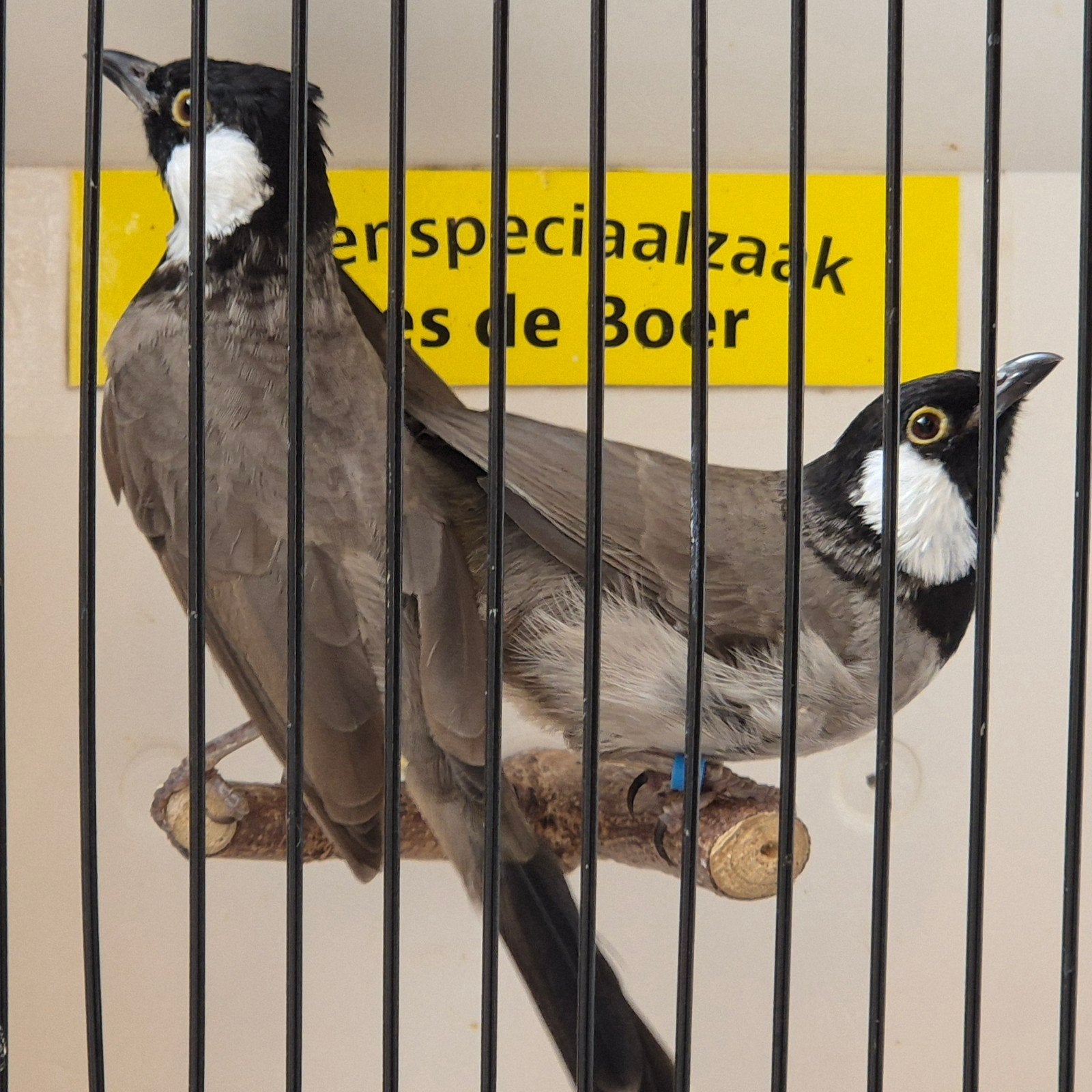 koppel witoor buulbuuls