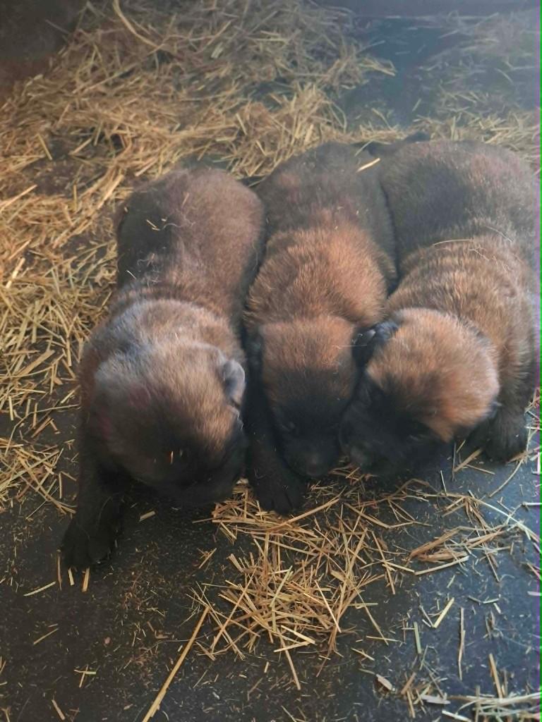 Mechelse herder pups met NVBK stamboom !!!., Parvo, België, Fokker | Hobbymatig, 8 tot 15 weken