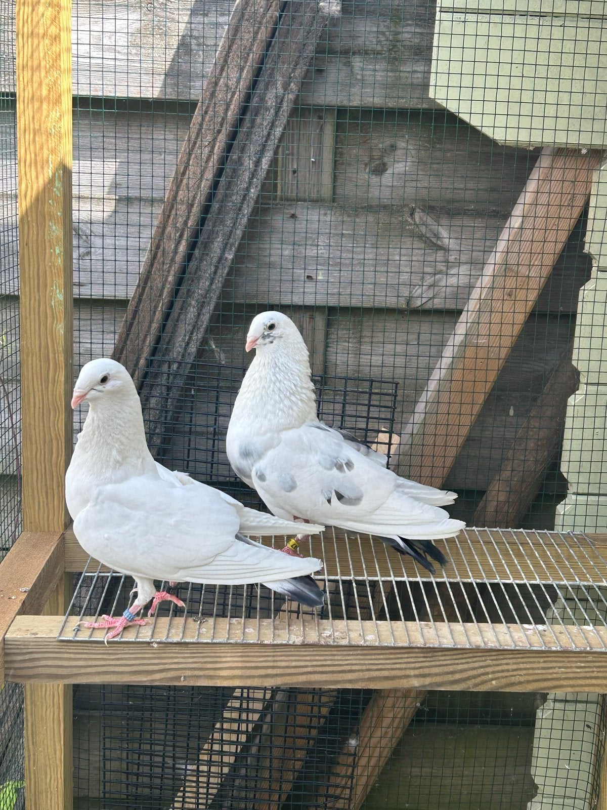 Prachtig koppel Paloma de clase kroppers, Meerdere dieren