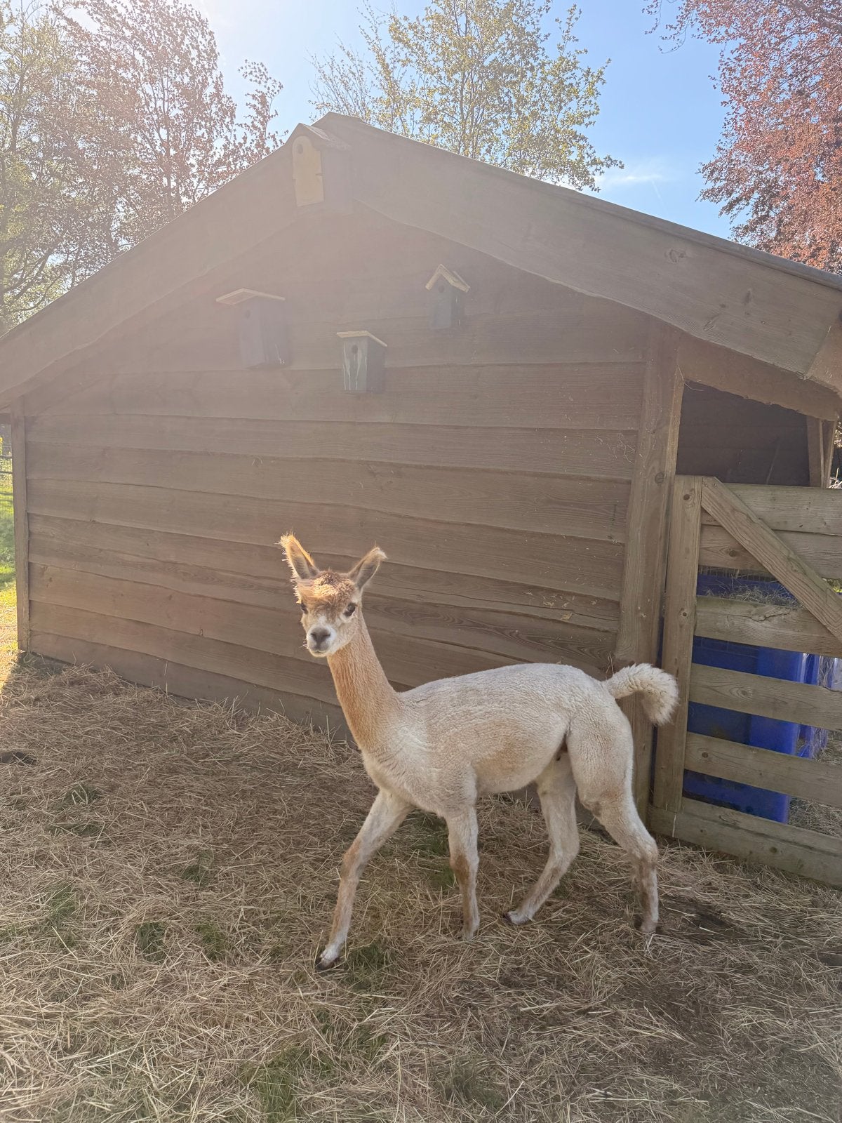 Alpaca hengst, Dieren en Toebehoren, Overige Dieren, September, Mannelijk