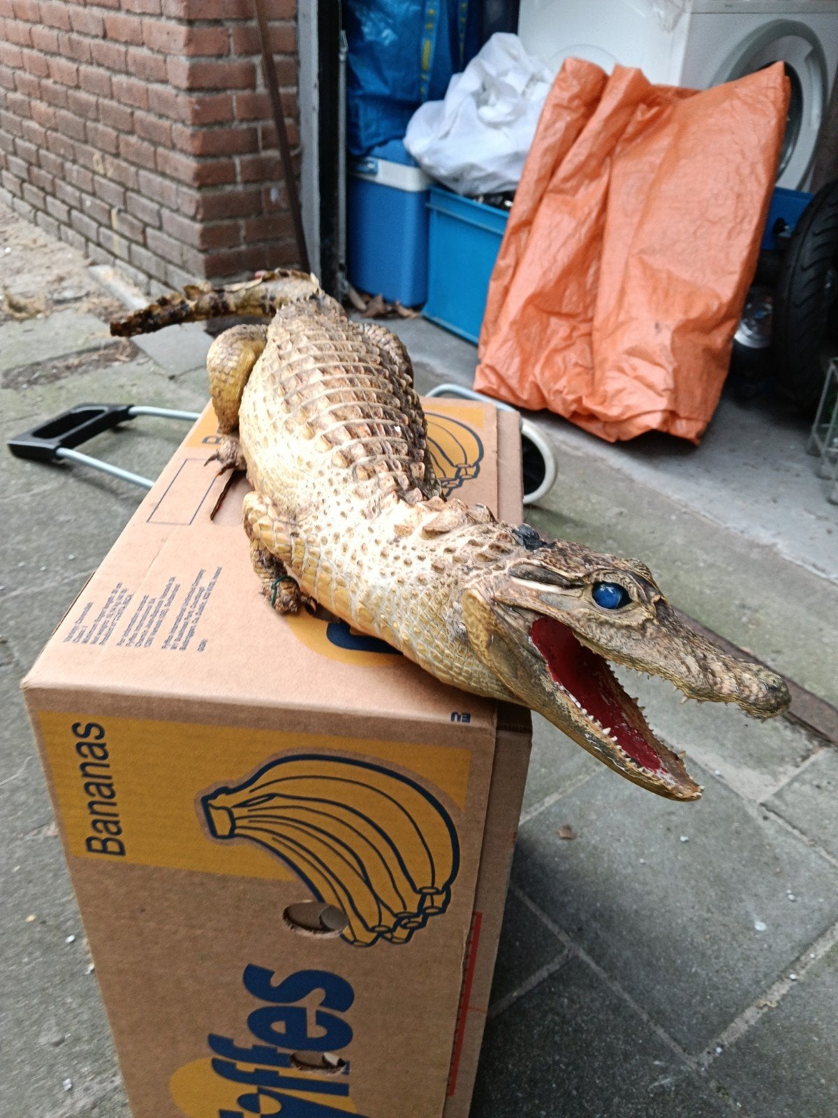 opgezette krokodil, Mannelijk, Kip