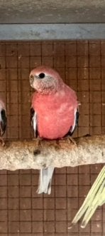 Roze bourke man, 2025, Dieren en Toebehoren, Mannelijk, Parkiet