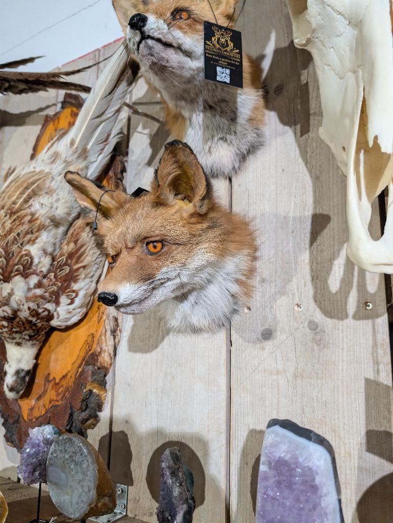 opgezet vos borst preparaat hert taxidermie, Ophalen of Verzenden, Nieuw, Wild dier, Opgezet dier