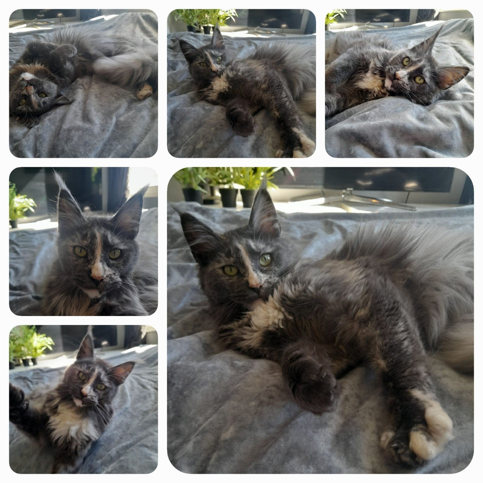 Prachtige Maine Coon poes met stamboom!, Poes, Met stamboom, 0 tot 2 jaar