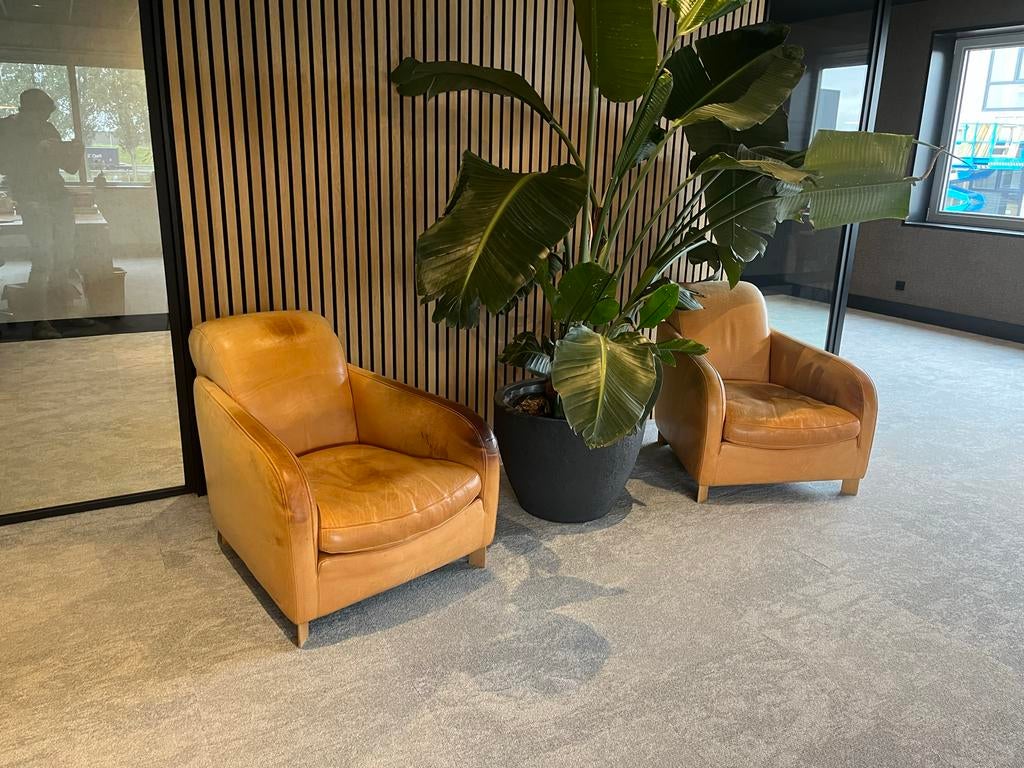 Molinari Why Not Fauteuils - Italiaans Leder, Huis en Inrichting, Fauteuils, Gebruikt, Leer, 75 tot 100 cm, Ophalen