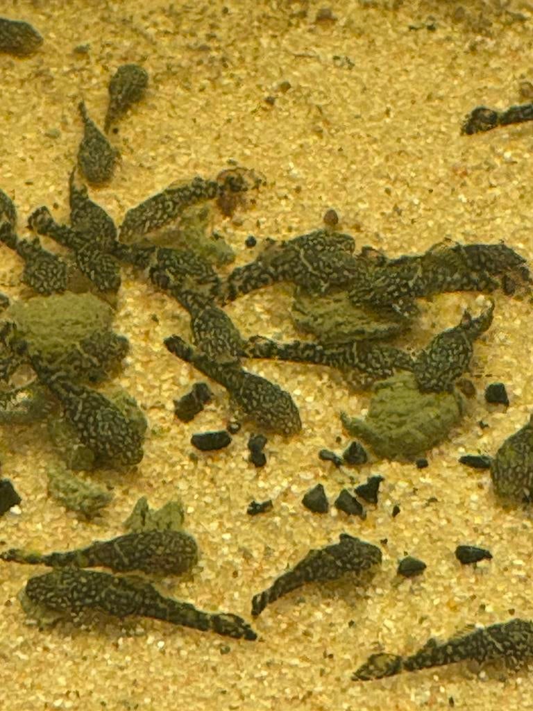 Anchistrus babys, Vis
