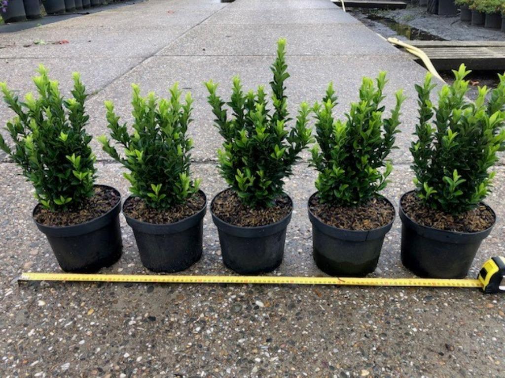 Buxus vervanger, Kardinaalsmuts, Euonymus 'Green Spire', Ophalen, Overige soorten, Haag, Minder dan 100 cm