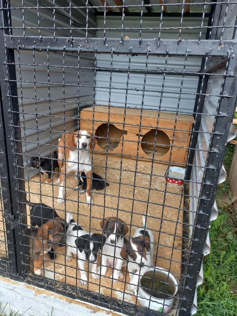 Spoed opvanggezinnen gezocht!, Dieren en Toebehoren, Honden | Niet-rashonden, Particulier, 15 weken tot 1 jaar, Buitenland, Parvo