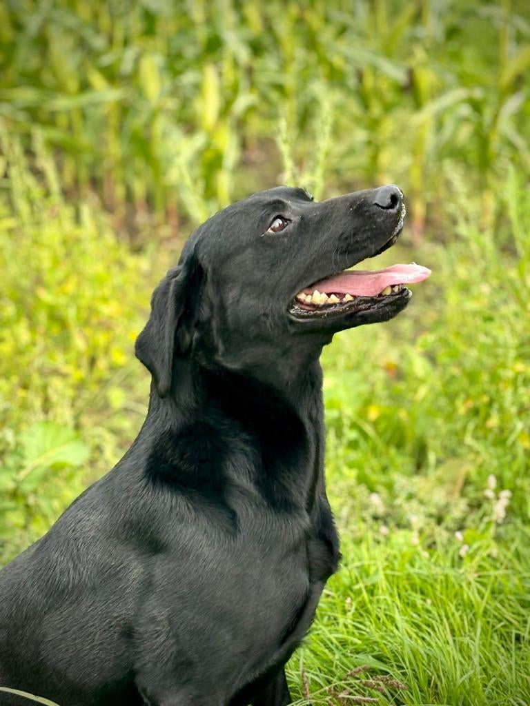 labrador dekreu (met stamboom), Dieren en Toebehoren, Honden | Dekreuen, Reu, Parvo, Eén hond, 3 tot 5 jaar