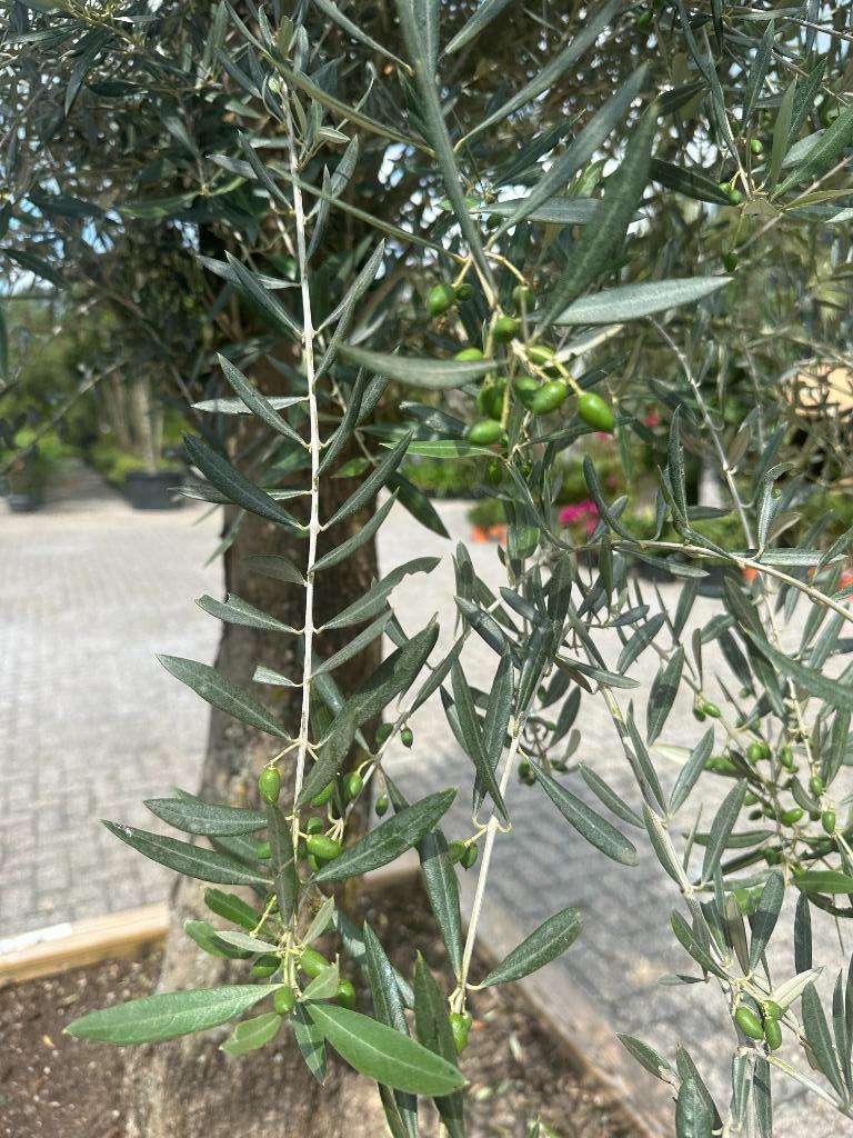 Olijfboom in houten geimpregneerde bloembak te koop!!!!, Tuin en Terras, Planten | Bomen, Ophalen of Verzenden, Olijfboom, 250 tot 400 cm