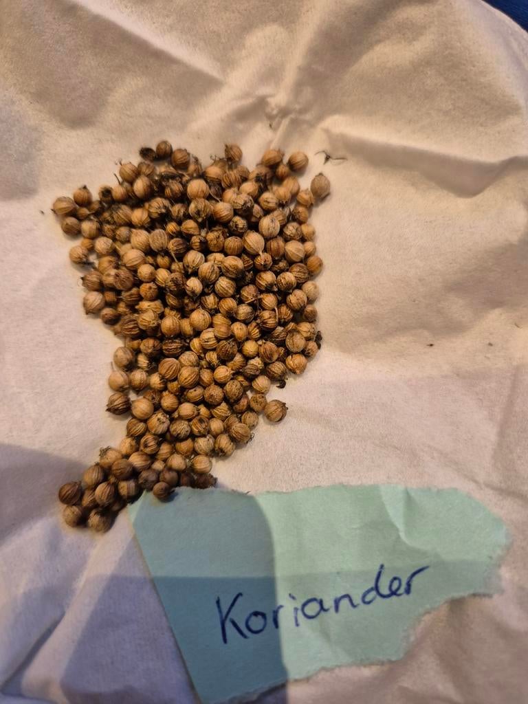 Koriander zaden - verse oogst!, Ophalen of Verzenden, Gehele jaar, Volle zon, Zaad