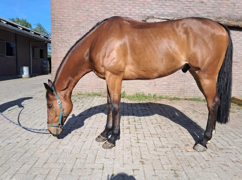 Ontspanning voor je paard