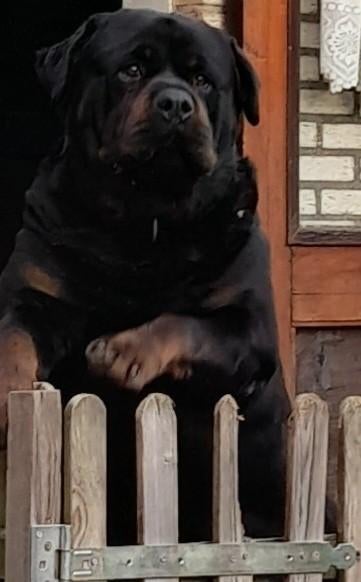 Super forse ouderwetse Rottweiler Dekreu, Dieren en Toebehoren, Honden | Bulldogs, Pinschers en Molossers, Reu, Parvo, Eén hond