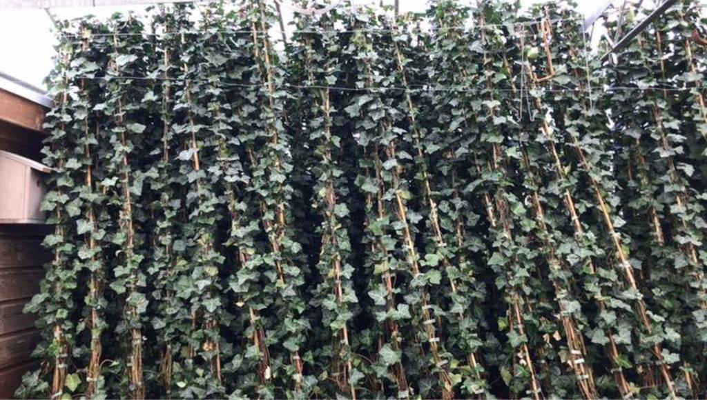 Volle Hedera hibernica 40-60 t/m 200/225 cm, Ophalen, Vaste plant, Bloeit niet, Halfschaduw