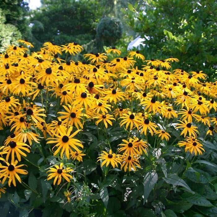 Zaden Rudbeckia fulgida Goldsturm - Gele zonnehoed, Ophalen of Verzenden, Voorjaar, Volle zon, Zaad