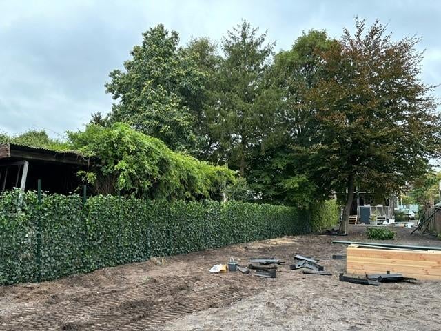 Hedera scherm - Klimop - Hedera kant en klaar, Ophalen of Verzenden, Overige soorten, Minder dan 100 cm
