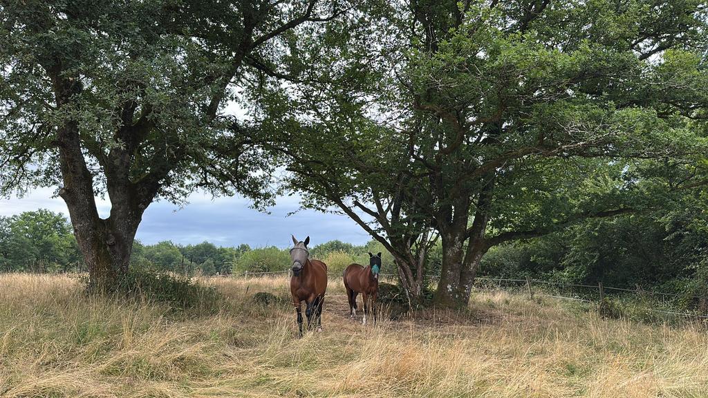 Paarden Pensioen Pension Frankrijk Limoges, Merrie