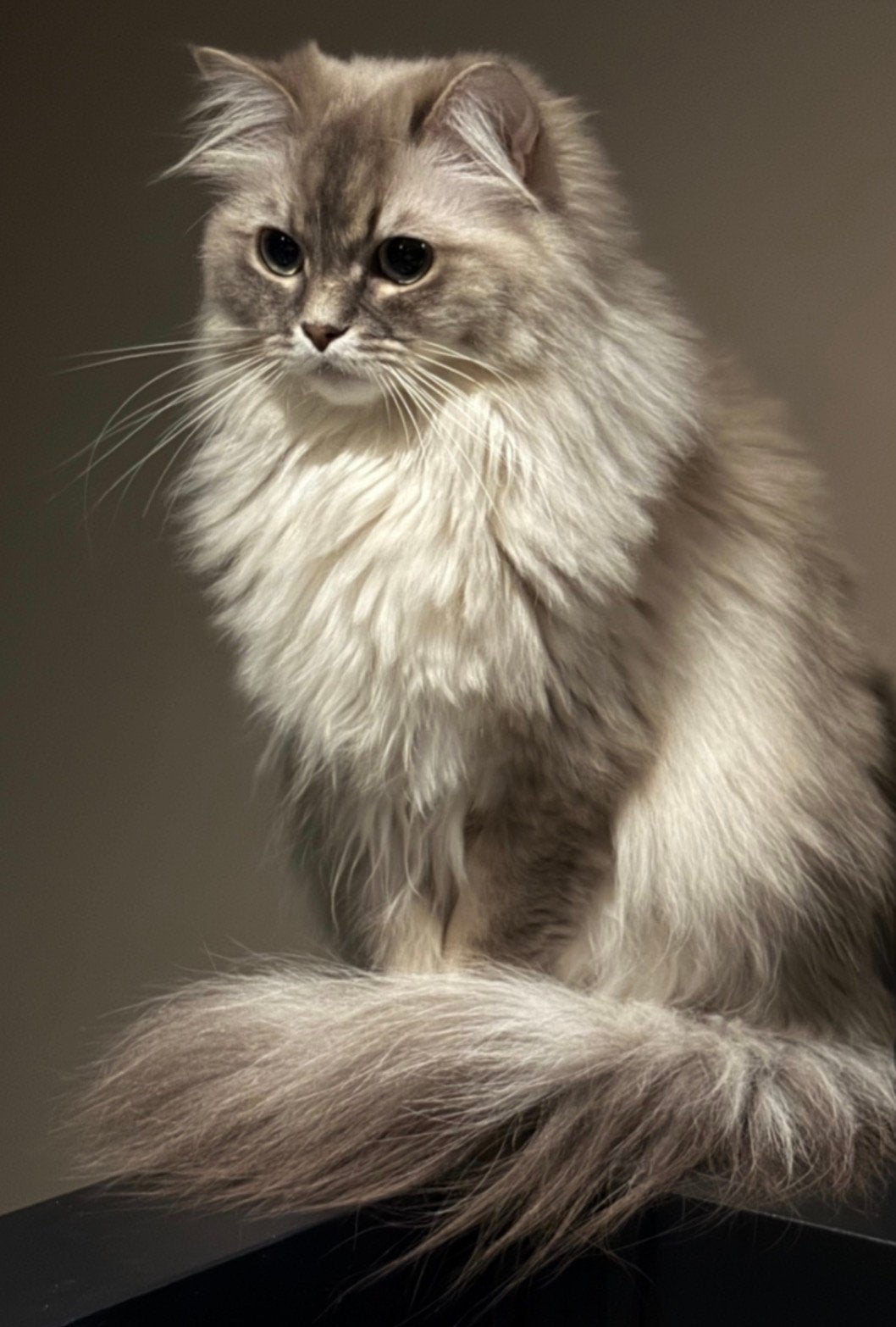 Twee prachtige en lieve ragdolls met stamboom, Meerdere dieren, Met stamboom, 0 tot 2 jaar