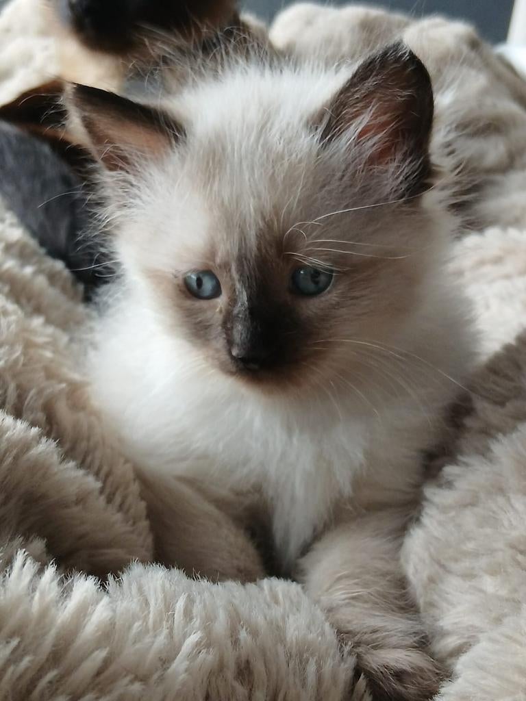 Siamees kitten raszuiver poes v 27 februari, Dieren en Toebehoren, Poes, Ontwormd, 0 tot 2 jaar