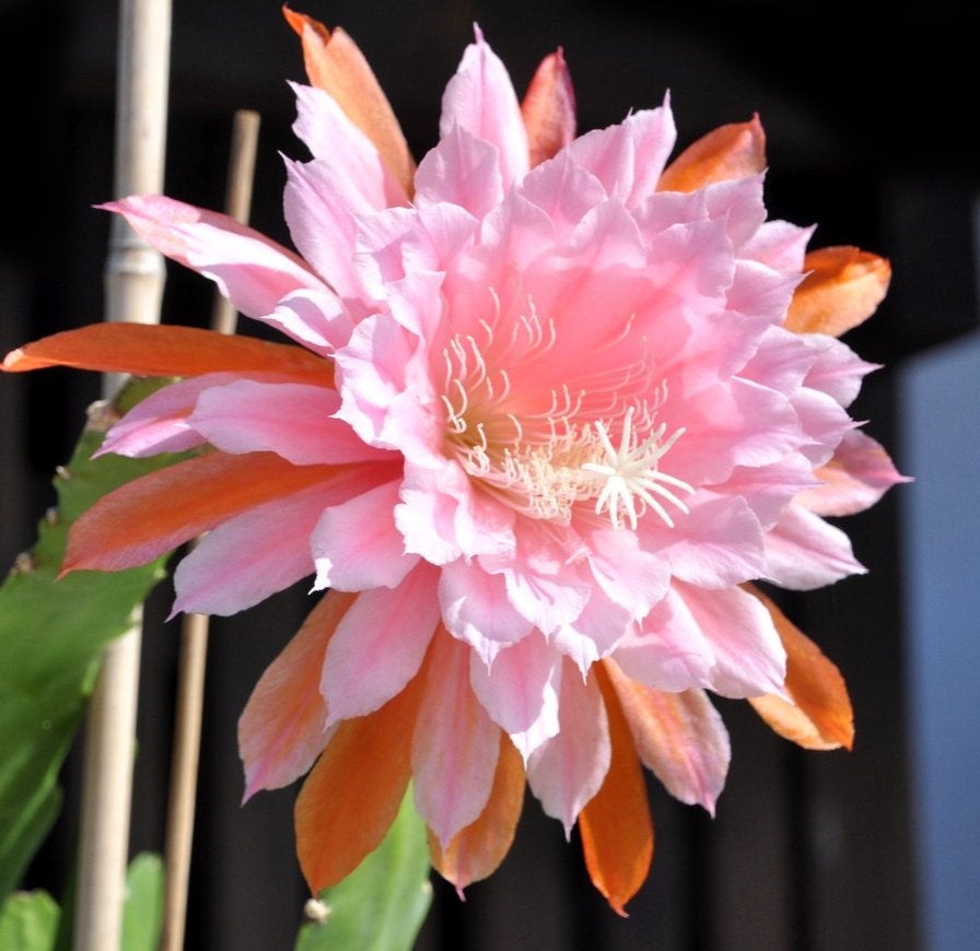 cactus - Kiwi American Sweetheart - TOPPER!, Ophalen of Verzenden, Cactus, Volle zon, Minder dan 100 cm