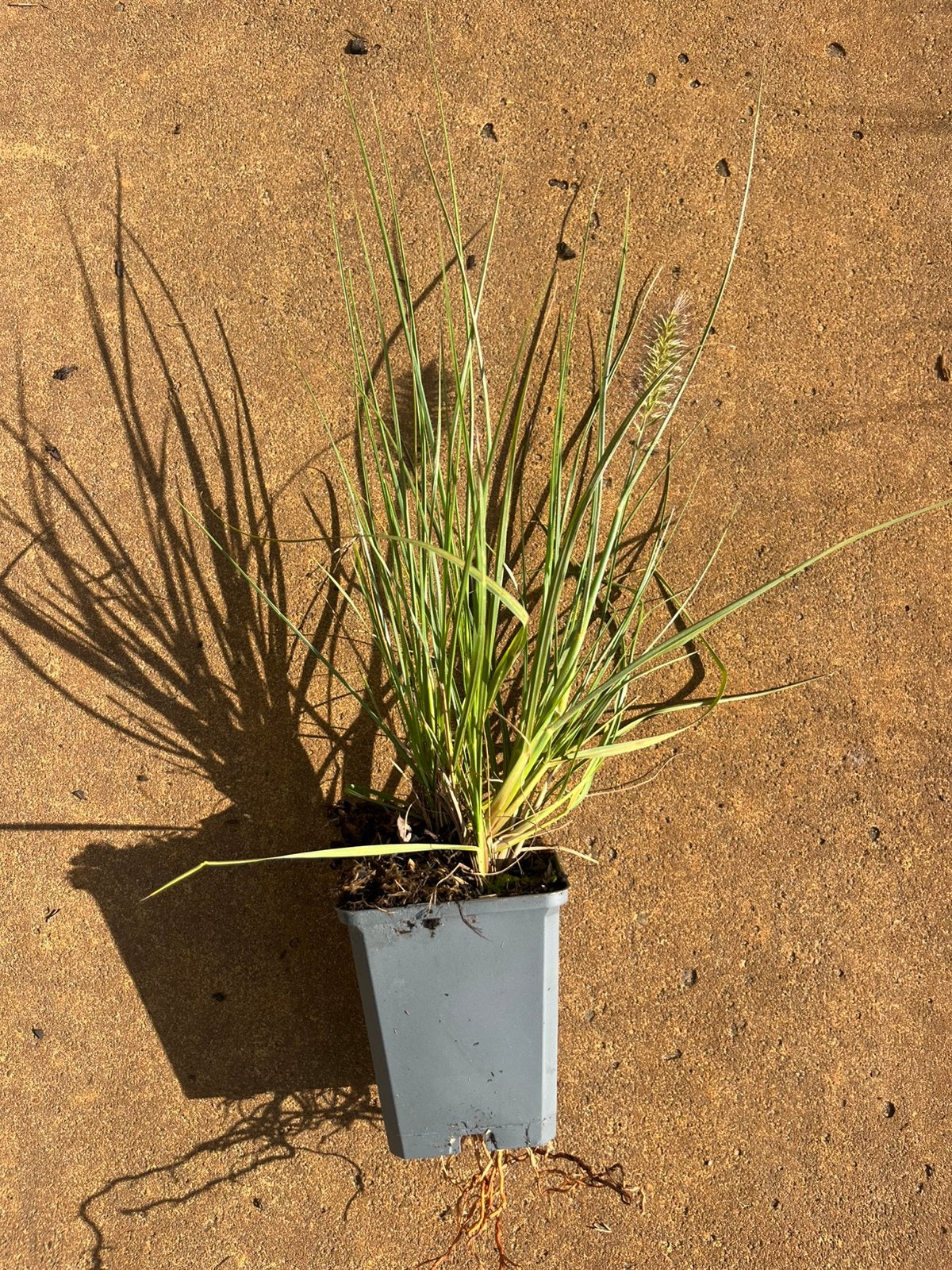 Pennisetum Hameln P9 €1,40, Ophalen, Overige soorten, Volle zon