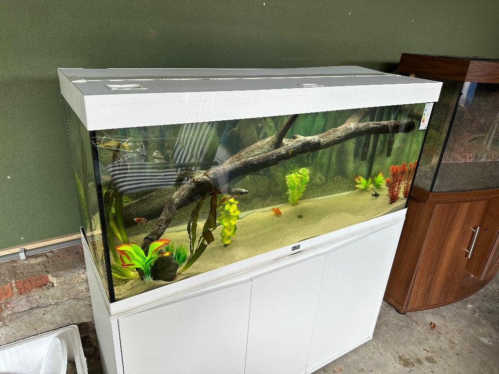 Sluierstaart goudvissen import, Dieren en Toebehoren, Vissen | Aquariumvissen, Zoetwatervis, Vis
