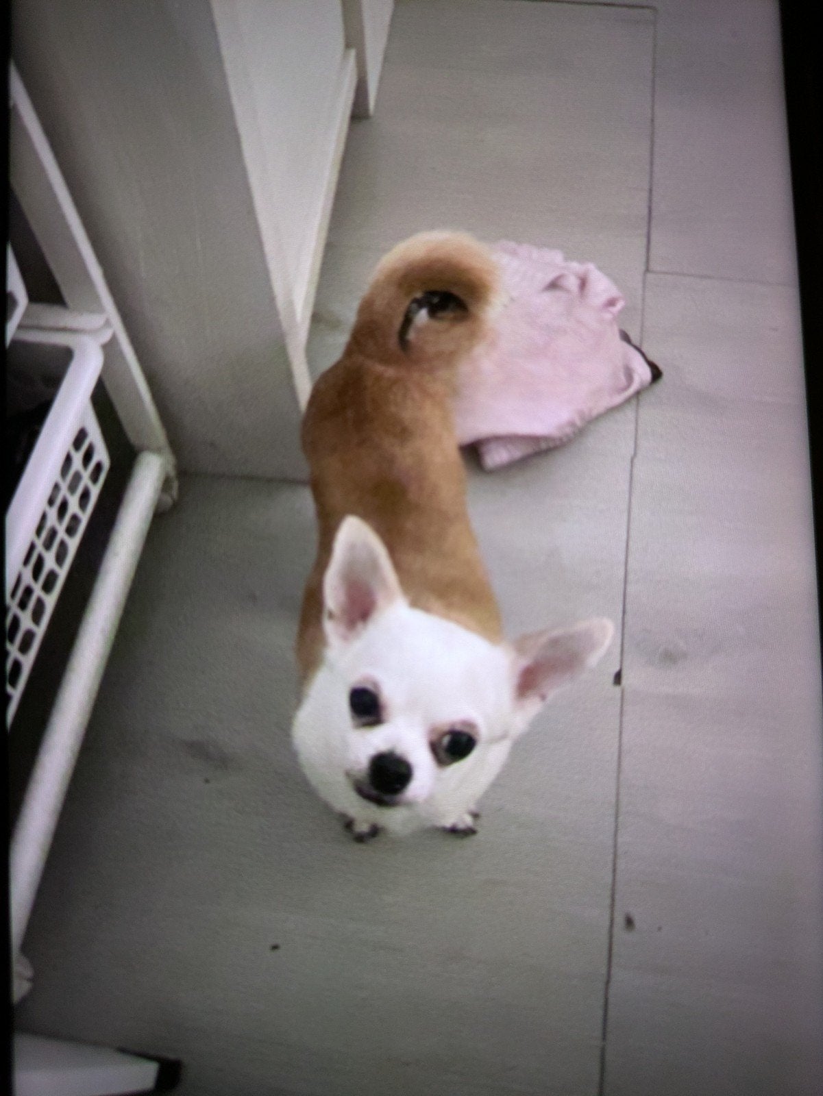 Liefdevol nieuw thuis gezocht voor onze chihuahua, Dieren en Toebehoren, Honden | Chihuahua's en Gezelschapshonden, Teef, Eén hond