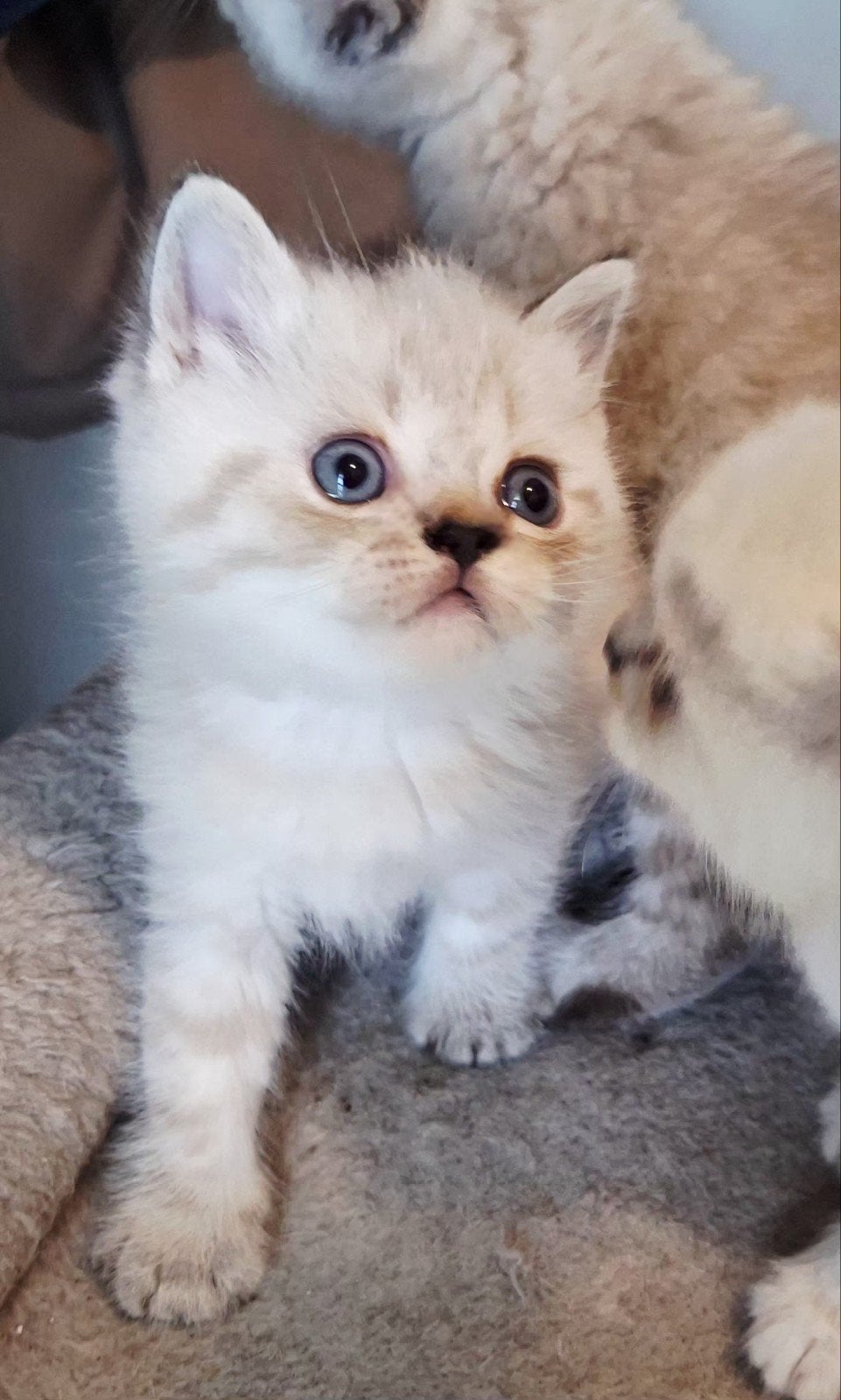 Britse korthaar kittens point met blauwe ogen, Dieren en Toebehoren, Meerdere dieren, Ontwormd, 0 tot 2 jaar