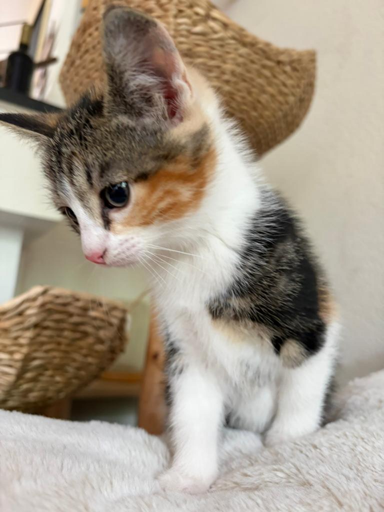Kittens, Dieren en Toebehoren, Katten en Kittens | Overige Katten, Meerdere dieren