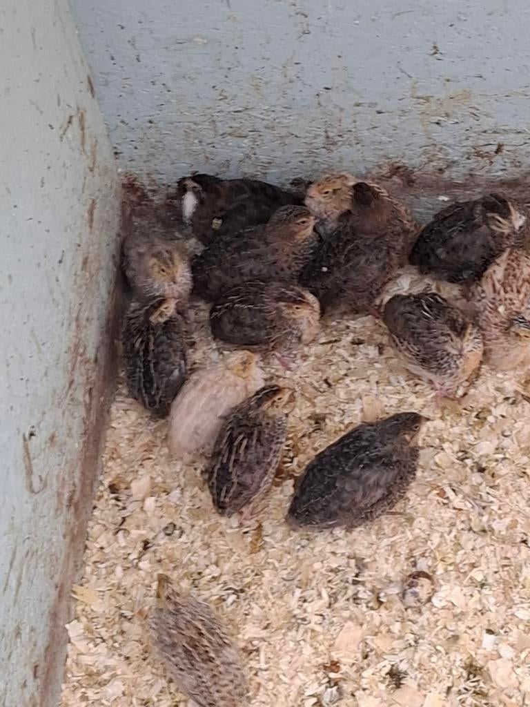 Japanse kwartels, Dieren en Toebehoren, Meerdere dieren