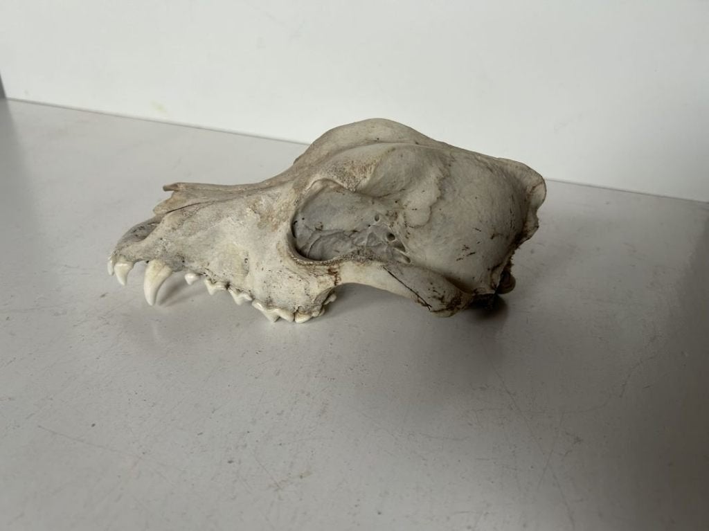 Schedel hond - taxidermie, Verzamelen, Ophalen of Verzenden, Gebruikt, Hond of Kat, Schedel