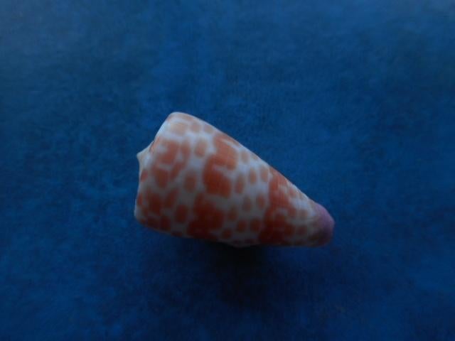 Schelpen: Conus tesselatus Born (licht) gem 33mm, Verzamelen, Mineralen en Fossielen, Verzenden, Schelp(en)