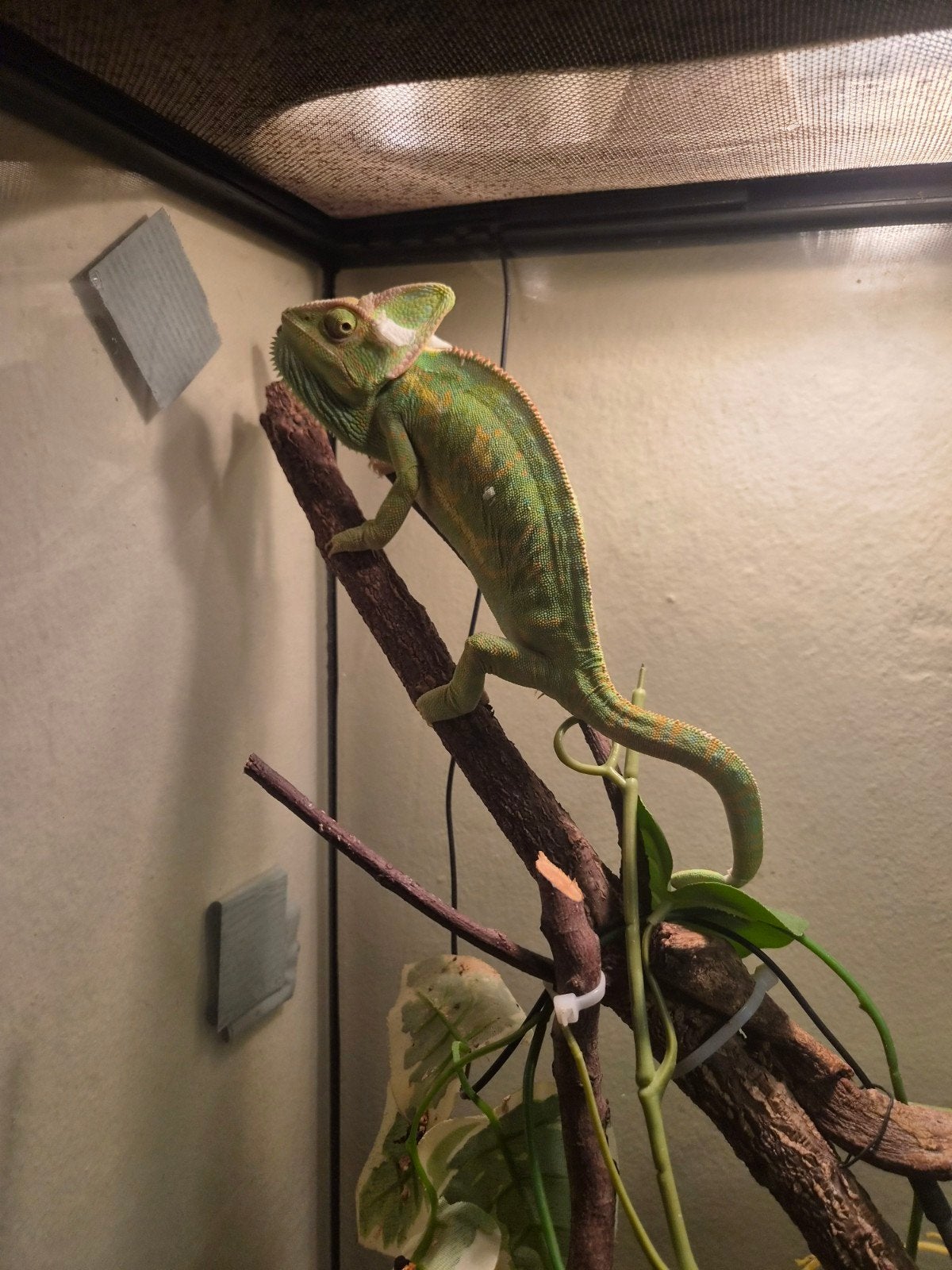 te koop jemen kameleon dame evt met kaal terrarium Chameleon photo 2