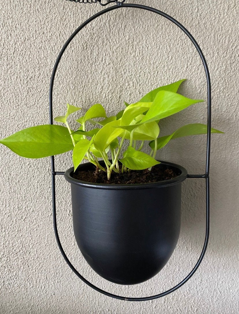 Epipremnum ‘ Golden Pothos ‘ ( Neon) , inclusief pot., Huis en Inrichting, Kamerplanten, Ophalen of Verzenden, In pot, Minder dan 100 cm